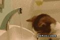 可爱搞笑的小猫玩水管：喵喵你洗手还是洗头呐？.gif