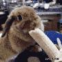 好可爱的兔子：这货喜欢吃香蕉，不带这么萌的！.gif
