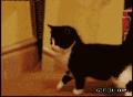 搞笑可爱小猫照镜子：哎呀妈呀，这是谁啊，吓老子一跳！.gif