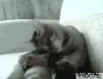 搞笑的小猫和自己打架：敢特么的踢我？·我咬….gif