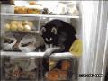 高招的狗狗钻在冰箱里面避暑：看小哈是肿么避暑的！~.gif