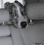 搞笑的狗狗在车里东张西望,怎么是她在开车？？.gif