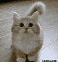 可爱的小猫：这小短腿、这小胸毛，太可耐了！.gif