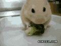 搞笑的小老鼠：这货。吃着吃着就忘记要干嘛了。.gif