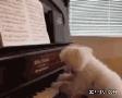 雷人的小狗弹钢琴伤不起啊做的还是有模有样的：汪星人的确有才.gif