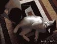 可爱的小猫和小狗打架的动态图片打包一组