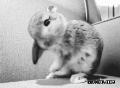 可爱的小兔子卖萌：刚吃完饭，洗把脸先.gif