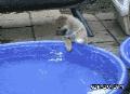 可爱的小狗玩水。哇塞这水好清凉啊
