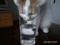 看下搞笑的小猫怎么喝到玻璃杯里面的水