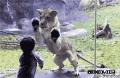 搞笑的宝宝和一头母狮相互猜拳玩耍