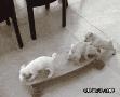 家里一群搞笑的狗宝宝玩滑板车：主银不在家的时候，偶们都是这样玩滴.gif
