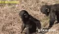 搞笑的猩猩宝宝玩耍