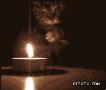搞笑的小猫玩蜡烛烤猫爪