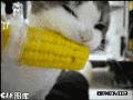 可爱的猫咪啃玉米