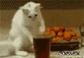 可爱好奇的猫咪对着杯子里的可乐产生了好奇心：喵喵，你好奇的底线在哪里.gif
