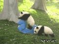 搞笑的两个小熊猫宝宝