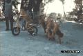 搞笑的狗狗们骑自行车卖艺