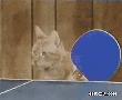 爆笑gif图小猫玩乒乓球对打