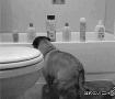 搞笑狗狗太讨厌洗澡了