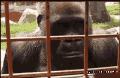 在两只猩猩的关注下毛毛虫表示压力很大啊