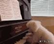 这小狗弹钢琴最后那个动作好有气场啊