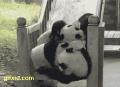  一群可爱的熊猫打架呢