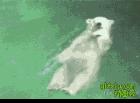 北极熊仰泳的姿势好帅啊！好悠闲啊！