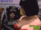 尼玛连大猩猩的都喜欢美女的咪咪！