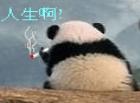 人生啊！熊猫叼烟！