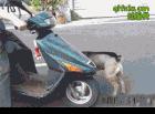 好聪明的狗狗这样上摩托车坐着