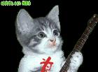 小猫弹吉他：为你喝彩！