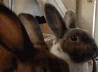 两只兔子吃交杯菜