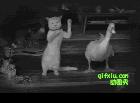 小猫和鸭子一起嗨~~跳舞！