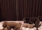 两只狗狗在床上玩双飞！