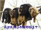 坐在绳子上的猴子们：我和我的小伙伴们都惊呆了