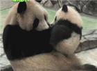 搞笑的熊猫妈妈抱着可爱的熊猫宝宝好有爱啊