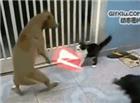 猫和狗打架用上了激光武器！！