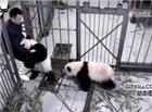 来两张熊猫的搞笑动态图片