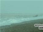 虎鲸在沙滩上捕食海豹惊险逃脱躲过一劫！！
