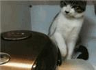 两只小猫研究电饭煲的故事动态图片加字幕恶搞版的，笑死人不偿命·~