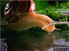 一张蜗牛喝水的高清动态图片