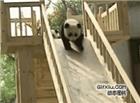 熊猫动态图片：可爱的小熊猫的乐园比小孩的童年生活还好！！