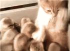 可爱搞笑的小猫咪被小鸭子们围殴