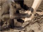 猴子搞笑动态图片：猴子哥用人类的手砸核桃