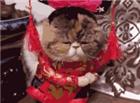 喵星人卖萌动态图片：新年新衣服拿着红包打瞌睡的小猫咪 