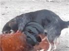 一只狗狗强奸母鸡的动态照片