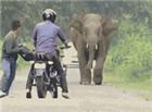 大象搞笑动态图：你们两个想过去没门，我跑，我撞！！