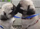 两只狗狗亲吻还是舌吻呢
