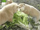 可爱狗狗萌宠动态图：三个小狗在吃白菜，你们这是在装羊吧