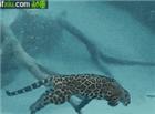 惊奇！花豹水下捕食动态图片